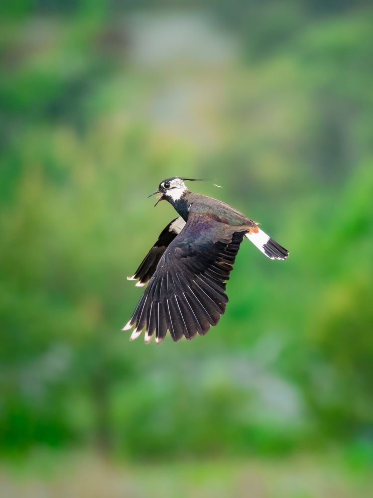 Northern Lapwing