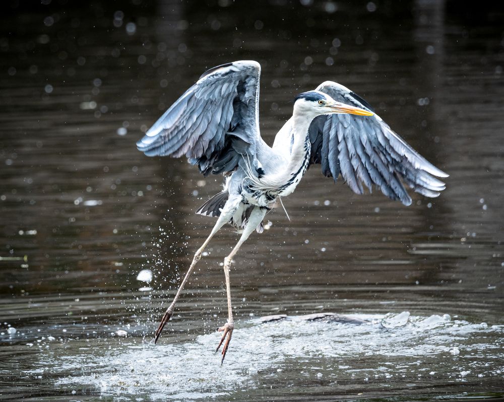 Heron shower