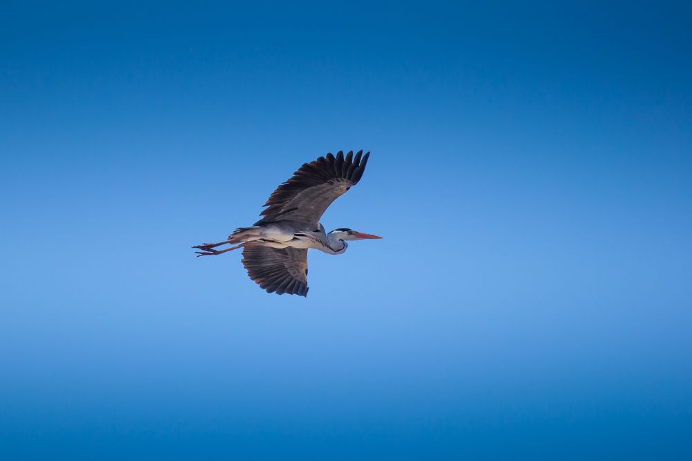 Photograph by Praveen Emmanuel