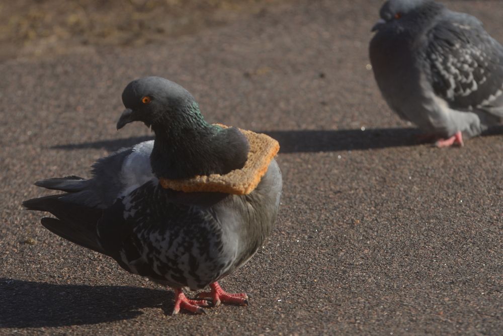 Photograph by Davit Medzmariashvili