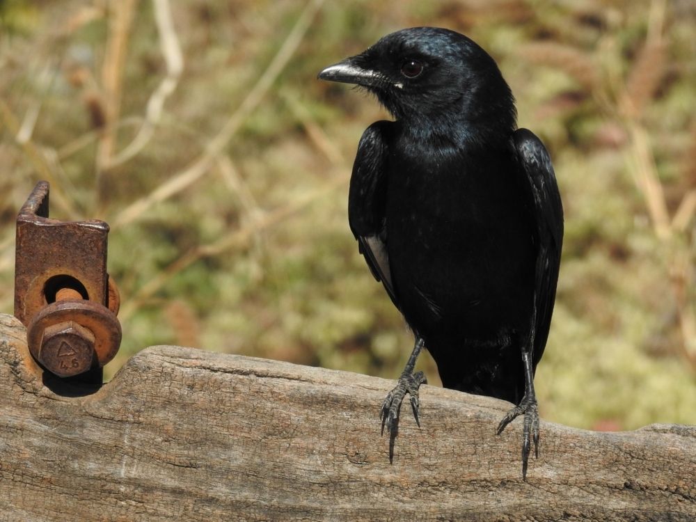 Photograph by Bhairawnath wakale