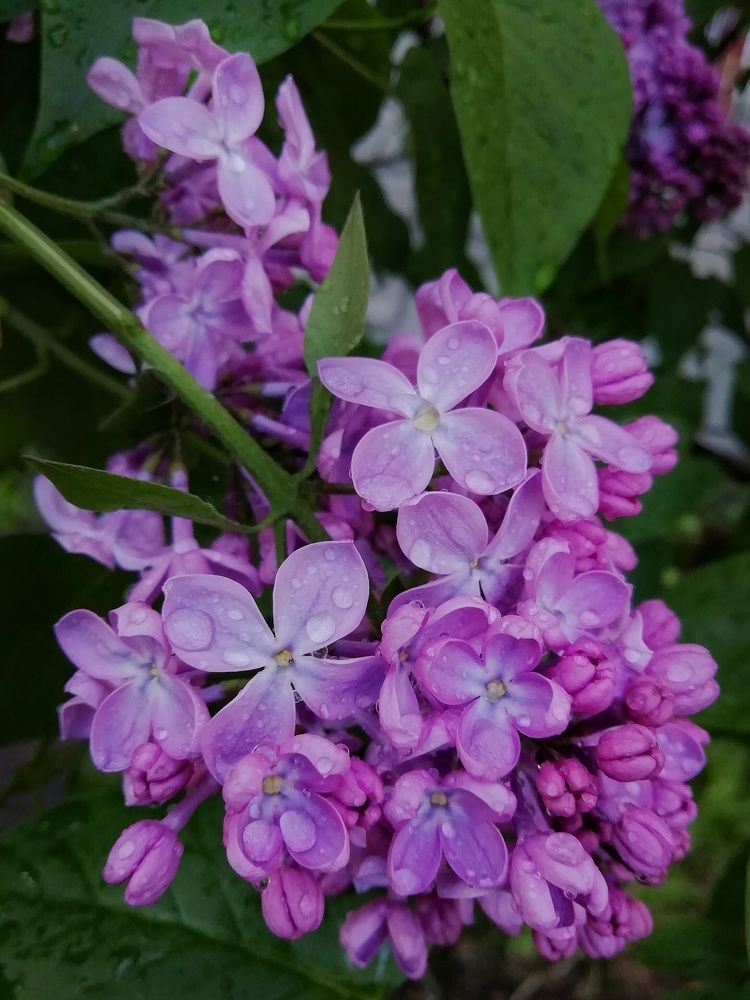 Photograph by Екатерина Чижевская