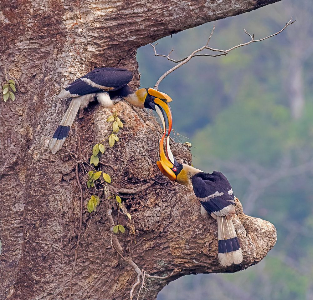 The Great Indian hornbill or Great pied hornbill (Buceros bicornis)