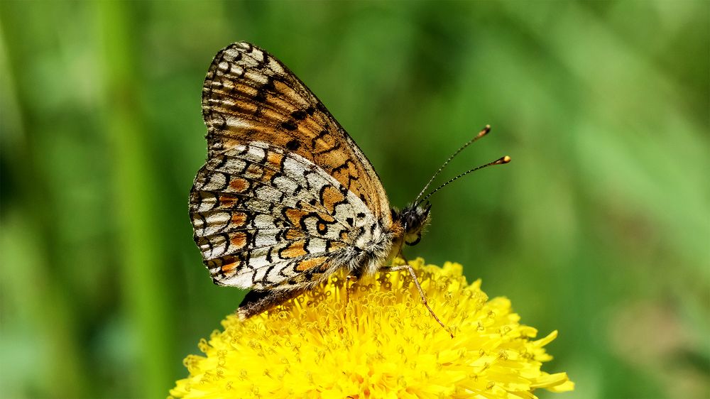 Photograph by Сергей Челахов