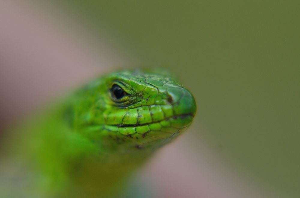 Photograph by Михаил Фролов