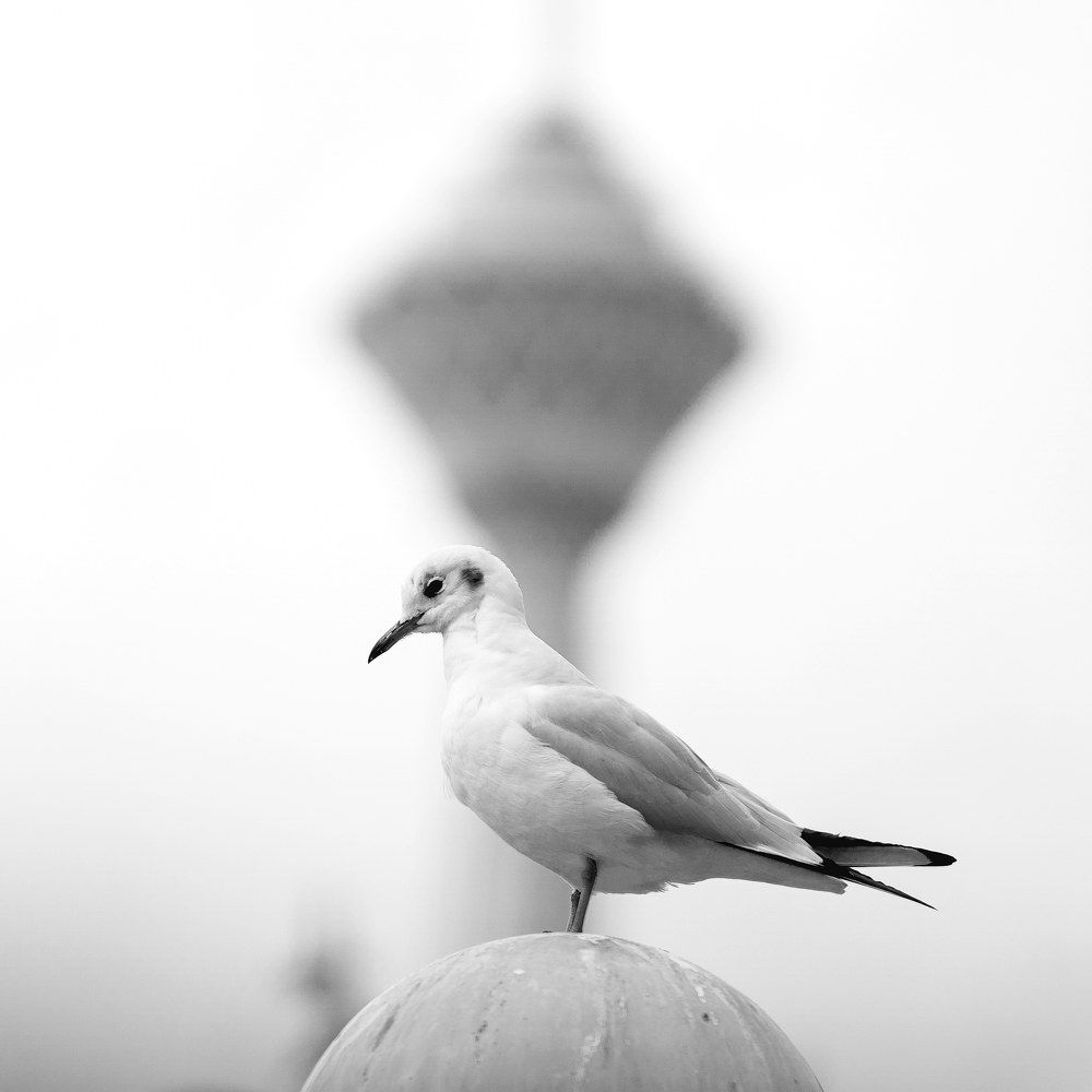 Photograph by amir_arsalan ezazi