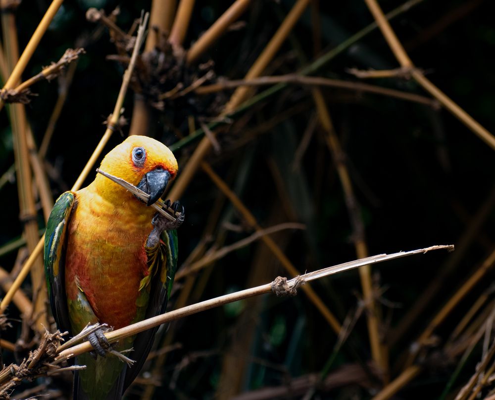 Jandaya parakeet