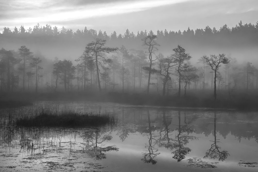 Лесная братия