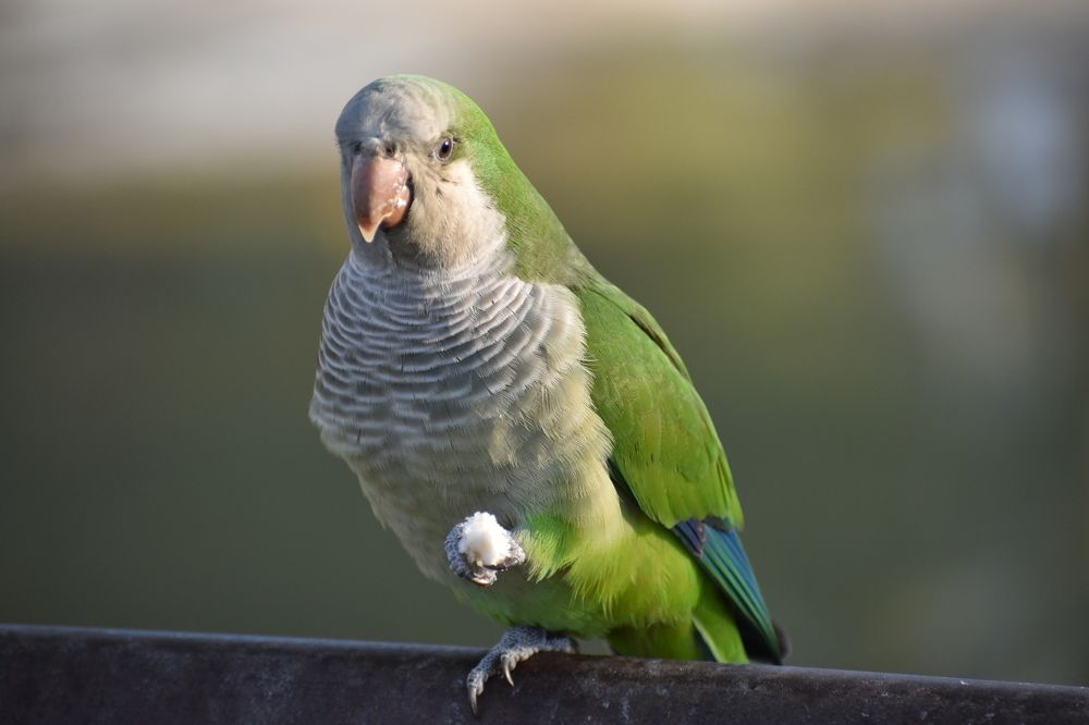 Photograph by Karina Shprekher