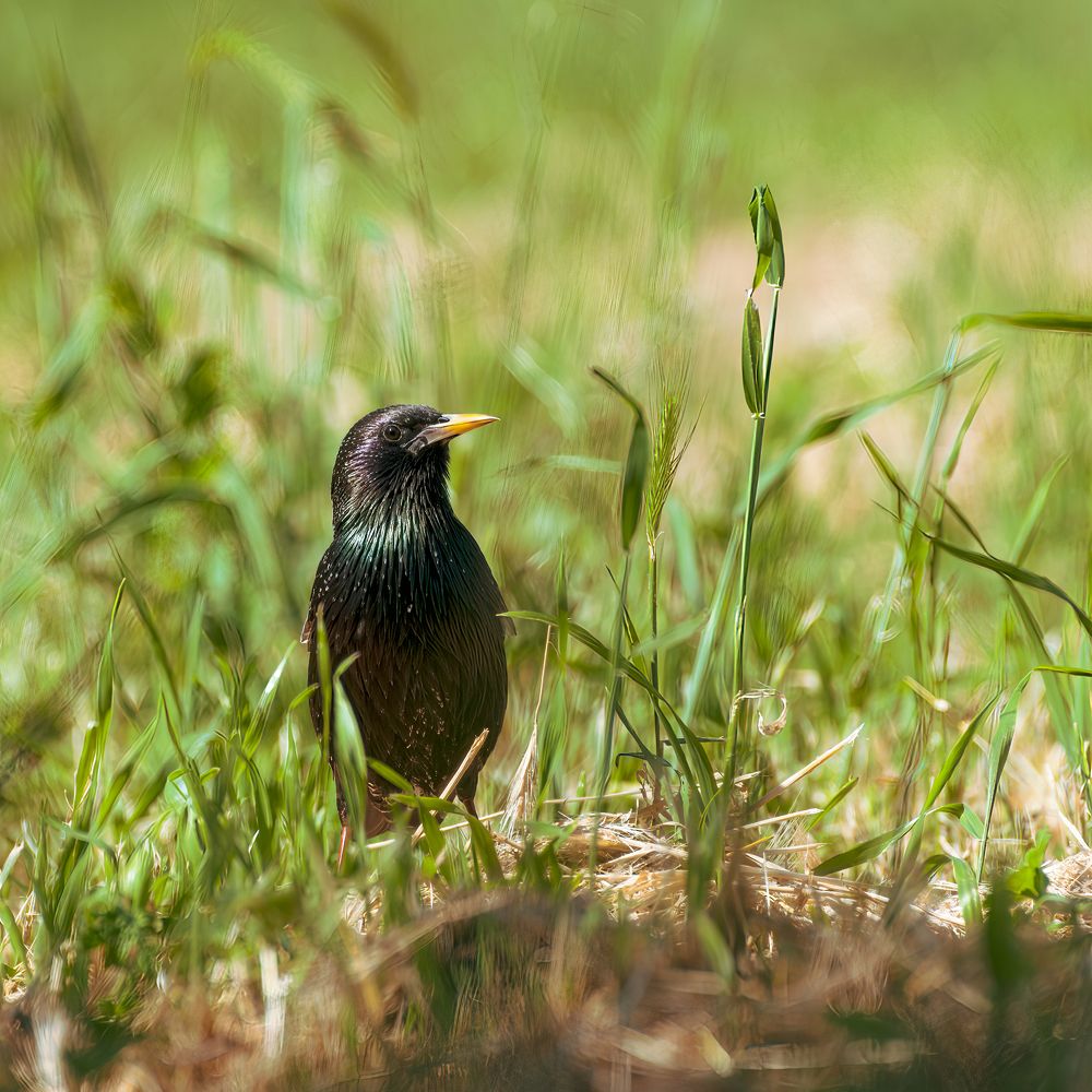 Лето скворца