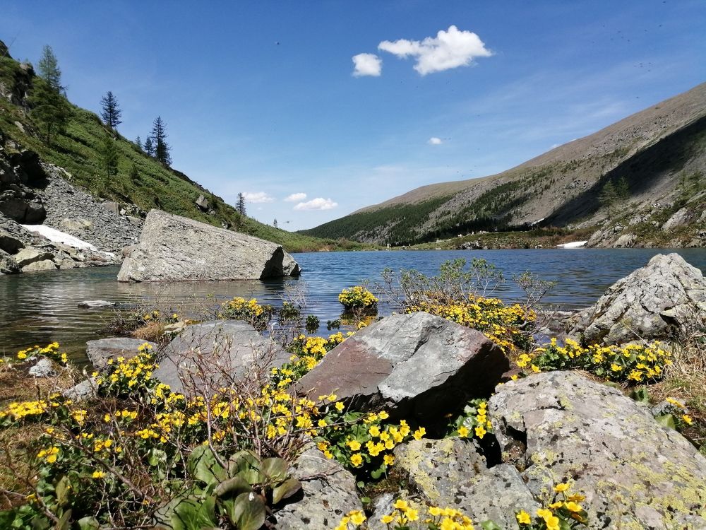 Цветы на скалах