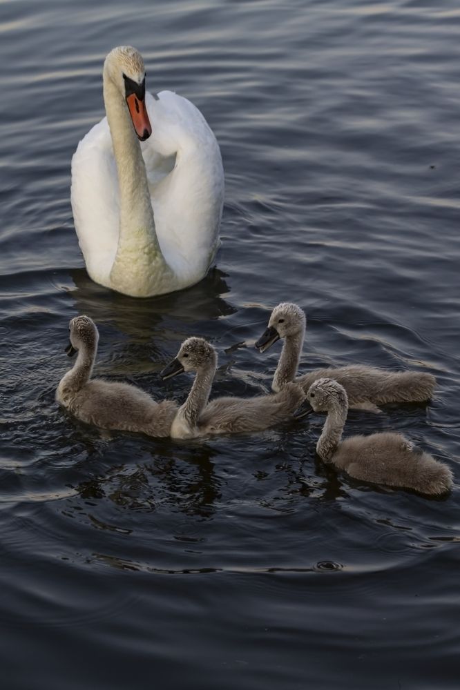 Photograph by Ольга Крючкова