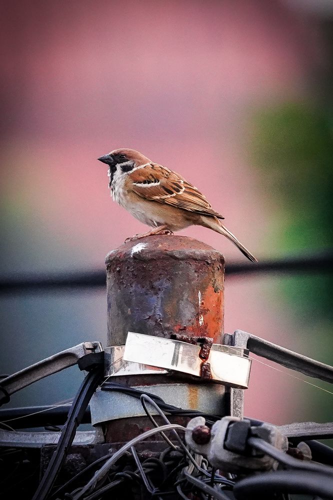 Photograph by Yustiawan