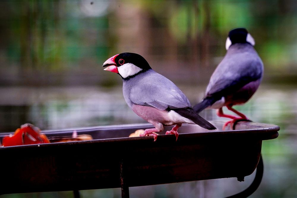 Photograph by Yustiawan