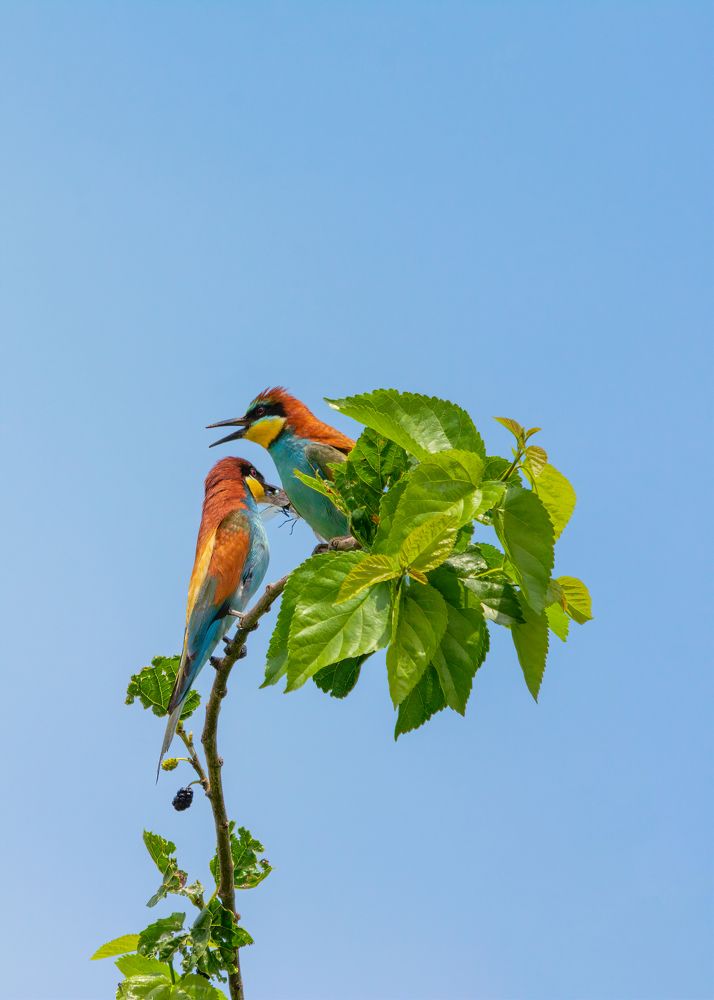 Двое на одной ветке