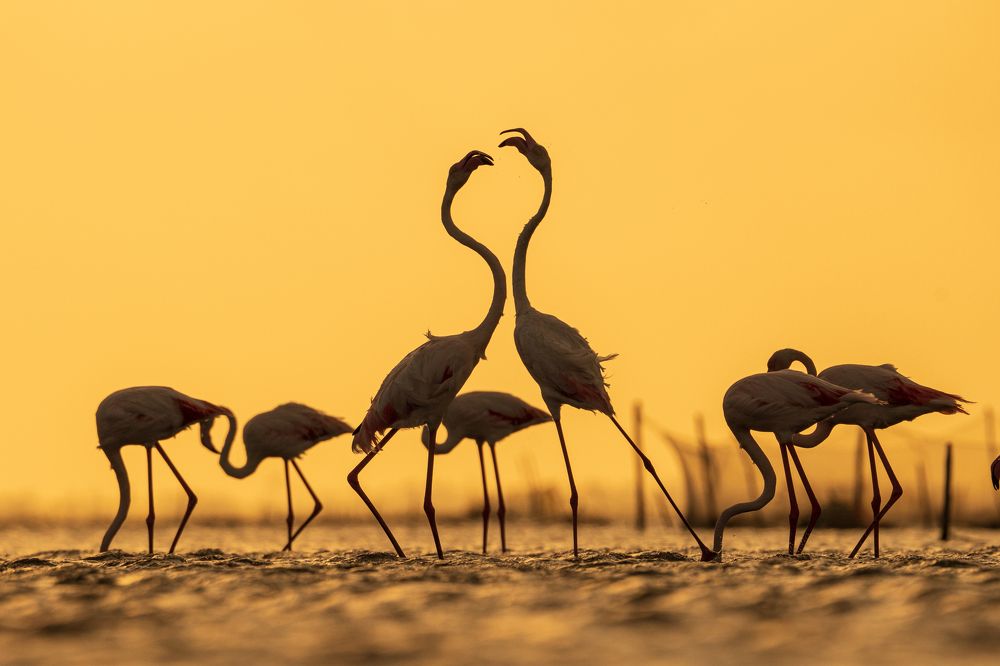 Photograph by Murugaiah Saravanan