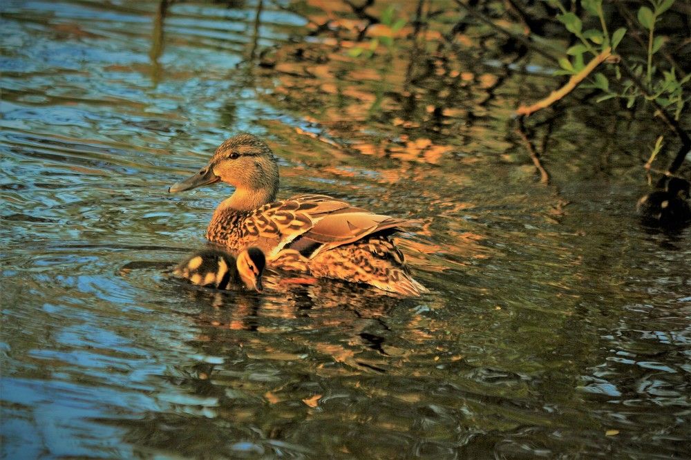 Photograph by Марина Игнатьева