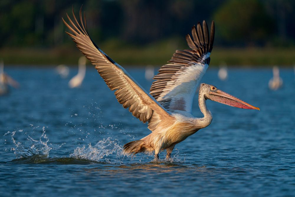 Photograph by Murugaiah Saravanan