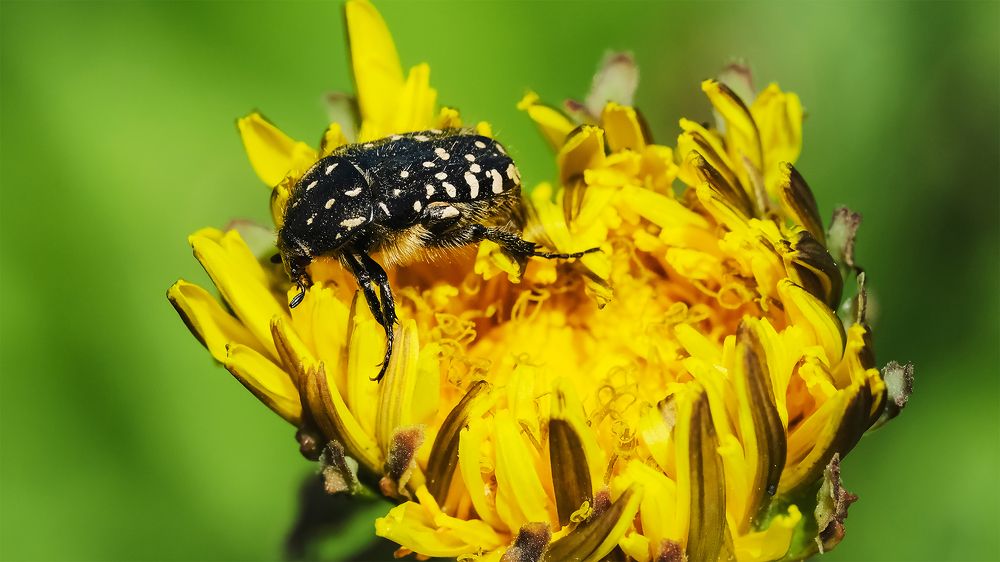 Photograph by Sergey Chelakhov