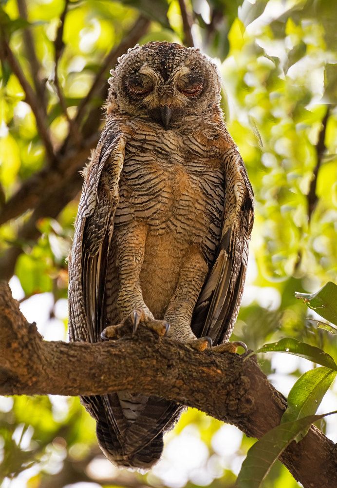 The Mottled wood owl