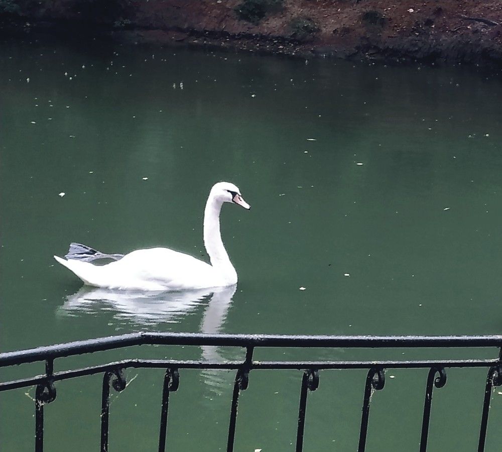 Photograph by Litvinova Ann