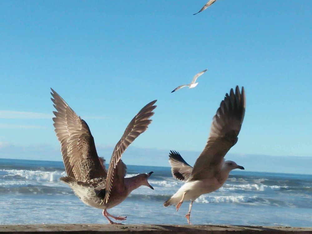 Two beautiful seagulls in flight