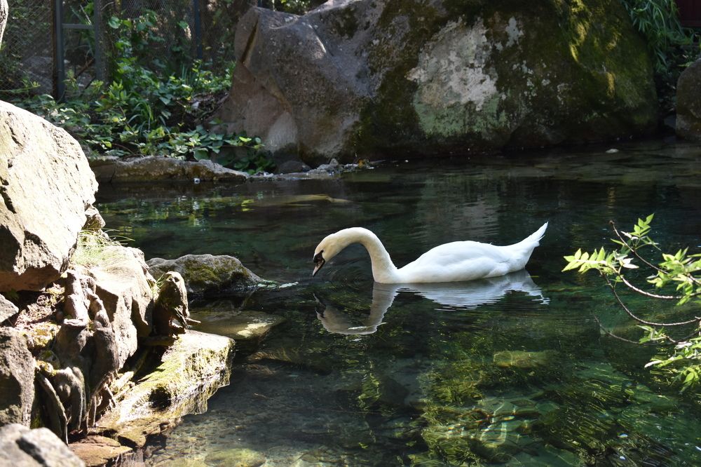 Лебединое озеро