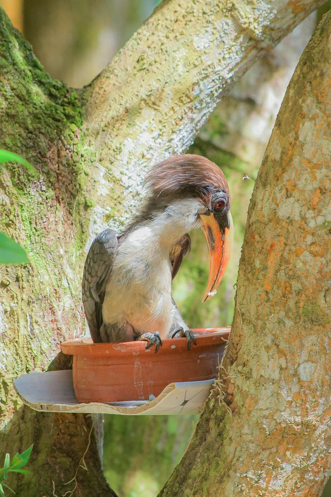Sri Lanka grey hornbill
