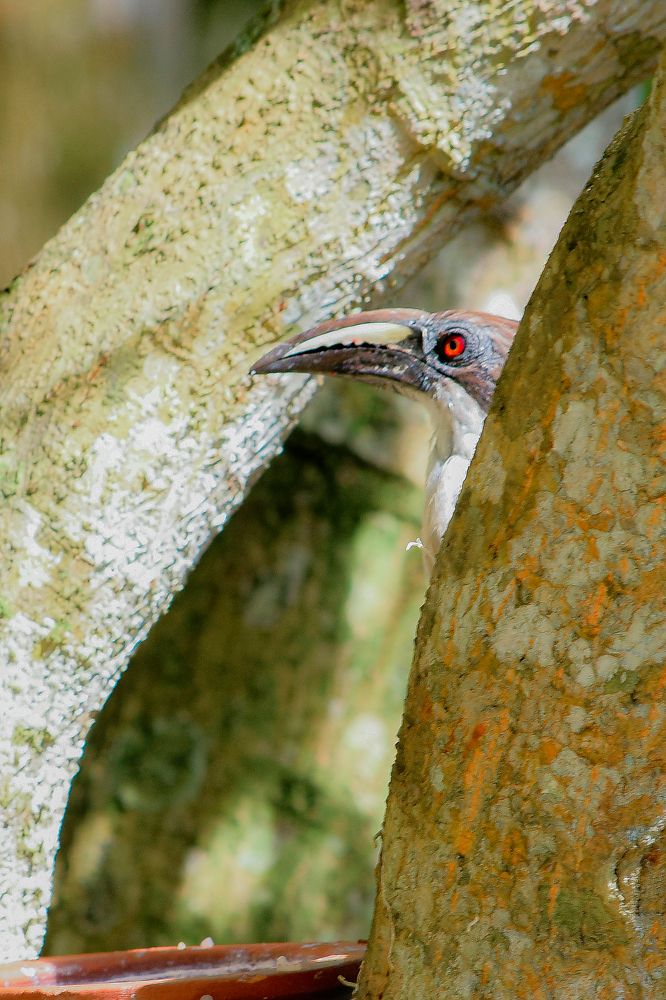 Photograph by Shamal lakshan