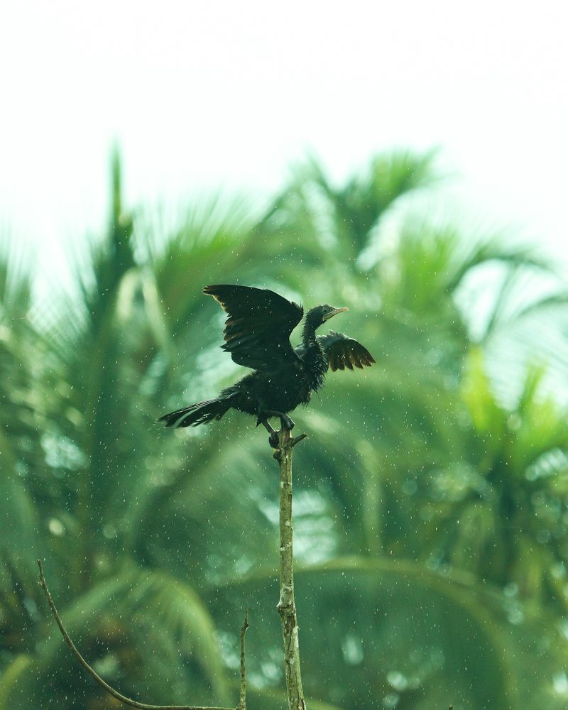 Photograph by Jaseem