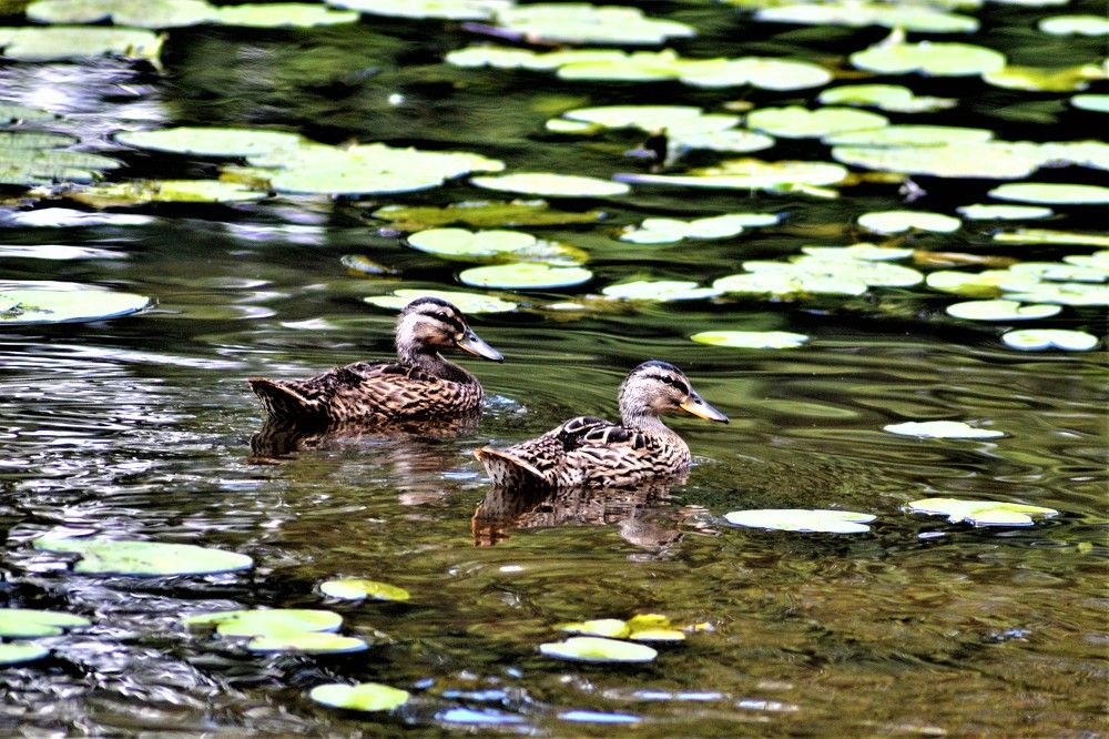 Photograph by Zdeňka Hudcová