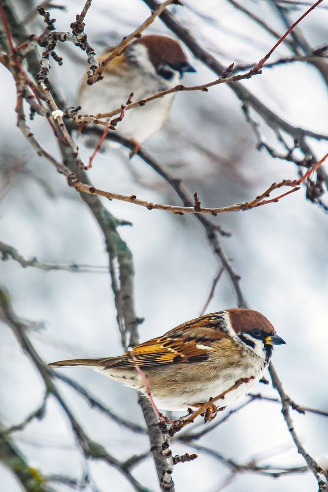 Попугаи России