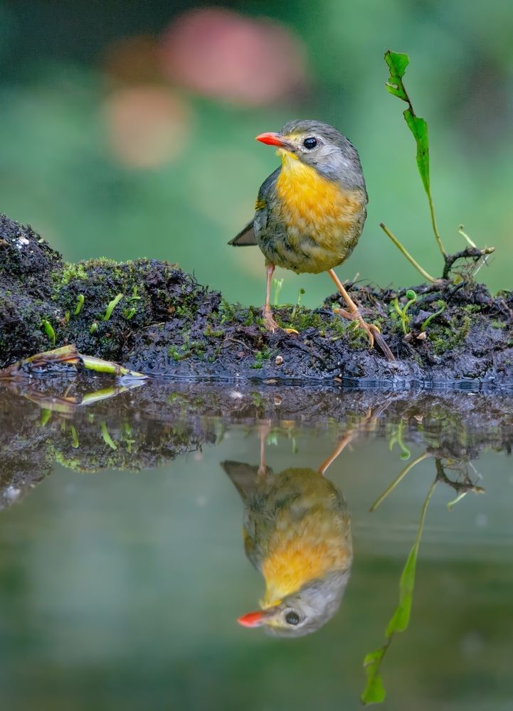 Photograph by Soumendu Das