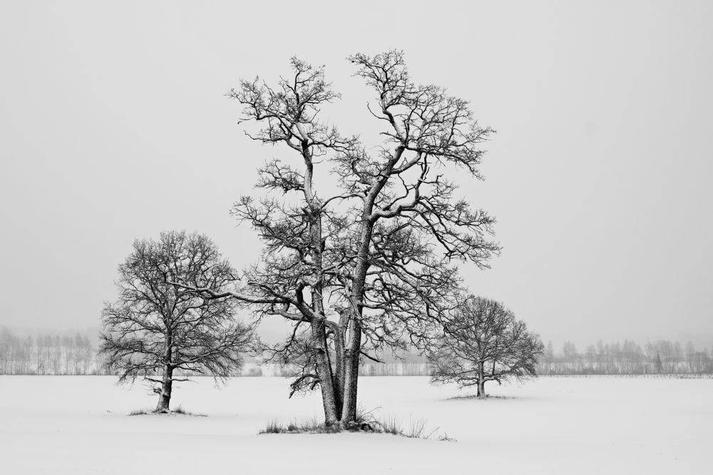 Фотография автора Сергей Барановский