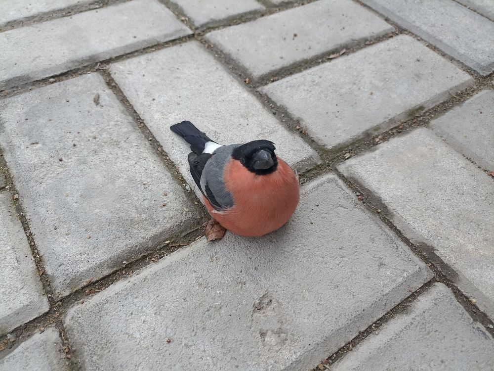 Снегирь