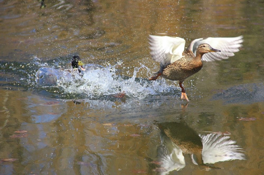 Photograph by Любовь Саханова