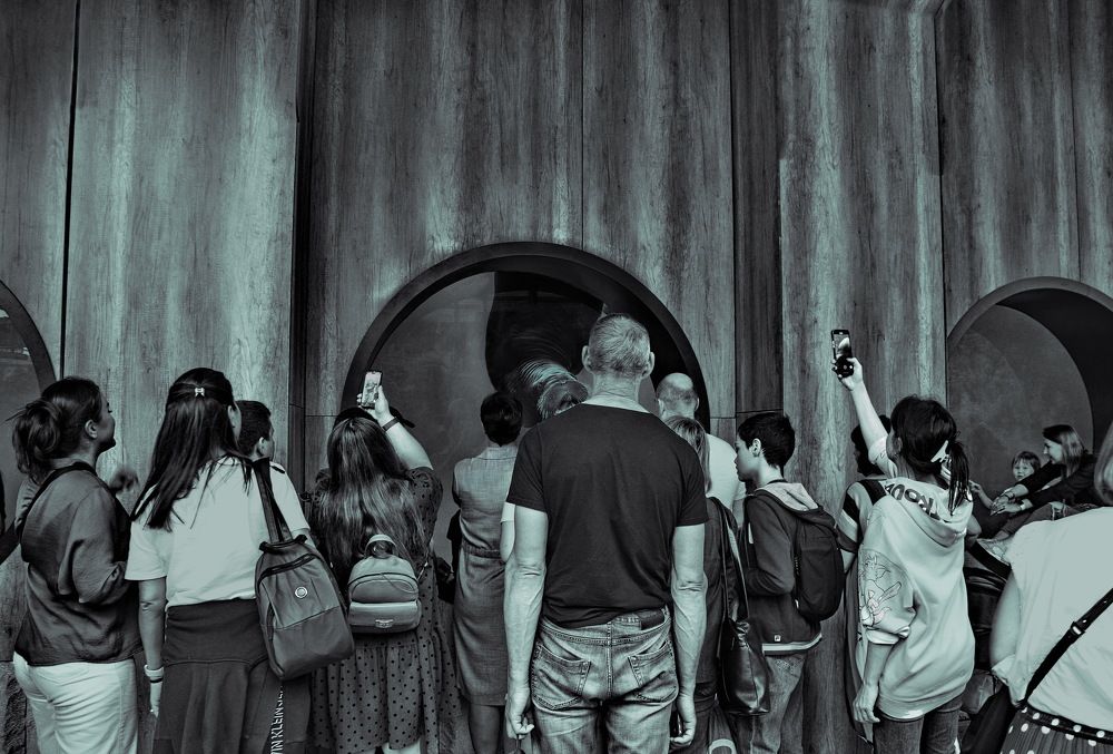 встреча с моржом