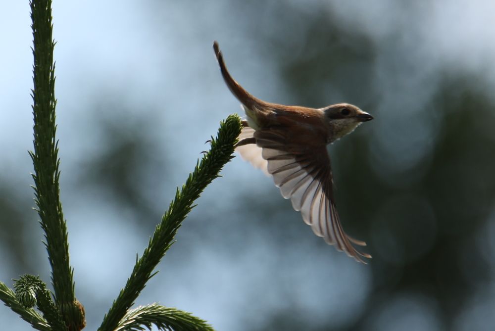 Photograph by Valdis Rapšs