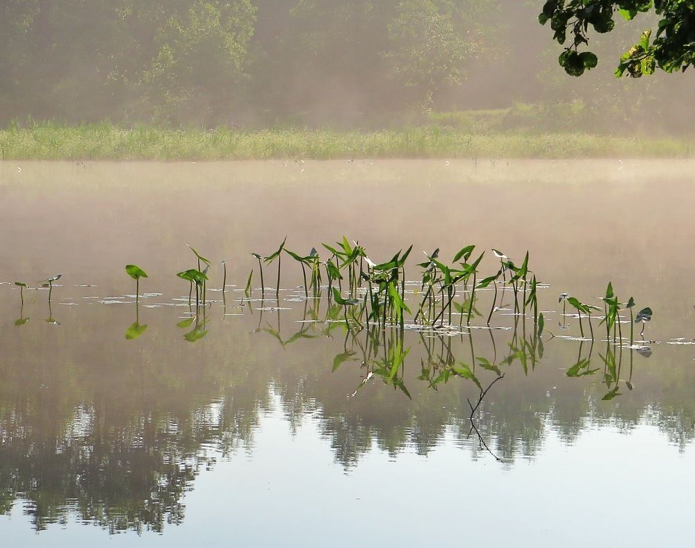 Туман над озером