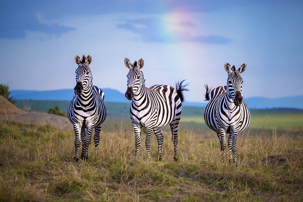 Where colours turns into Black & White