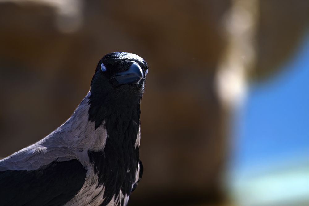 Photograph by Moataz Helmy