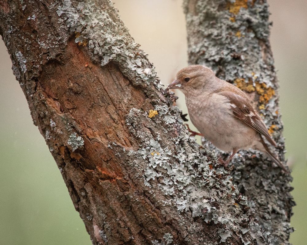 Photograph by Руслан Вотинцев