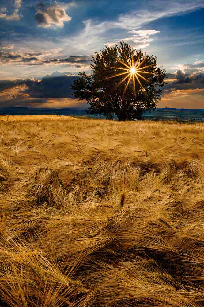 Golden fields and skies of blue