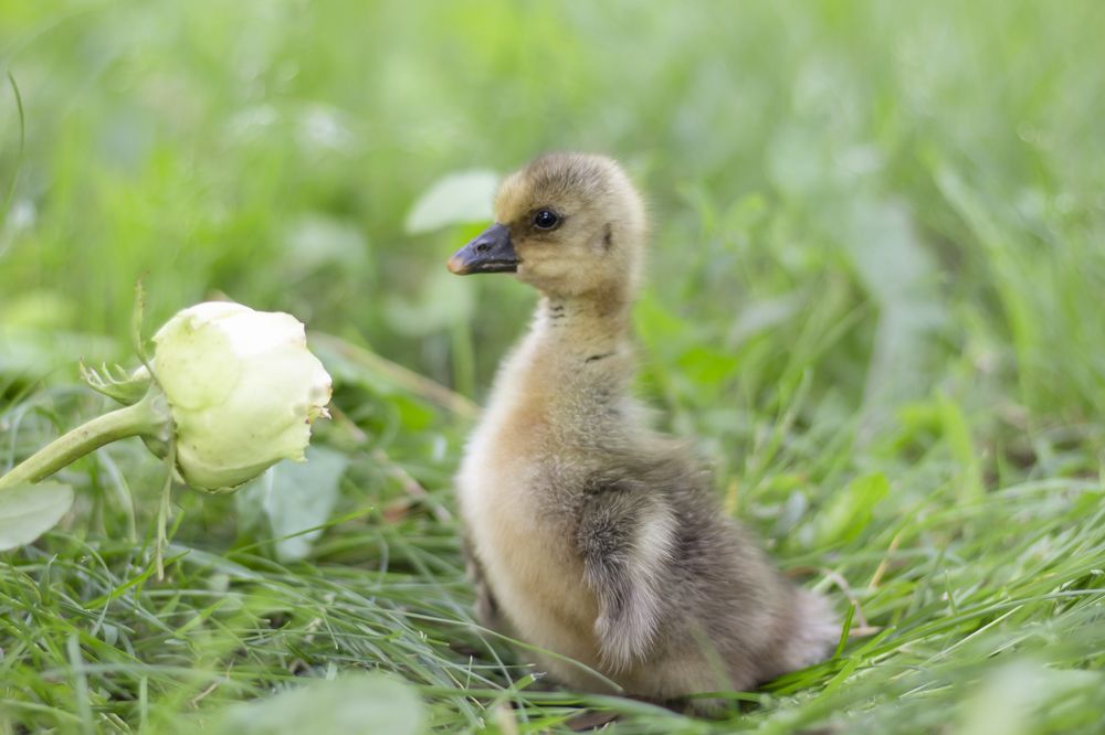 Photograph by Дарья Ващенко-Панкина
