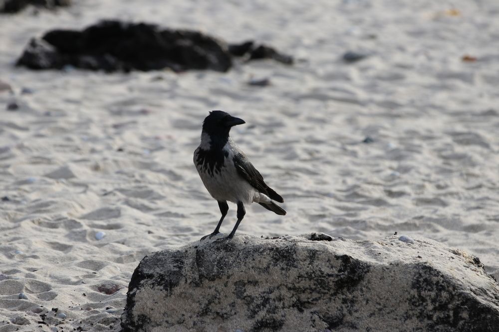 Фотография автора Татьяна Свистулина