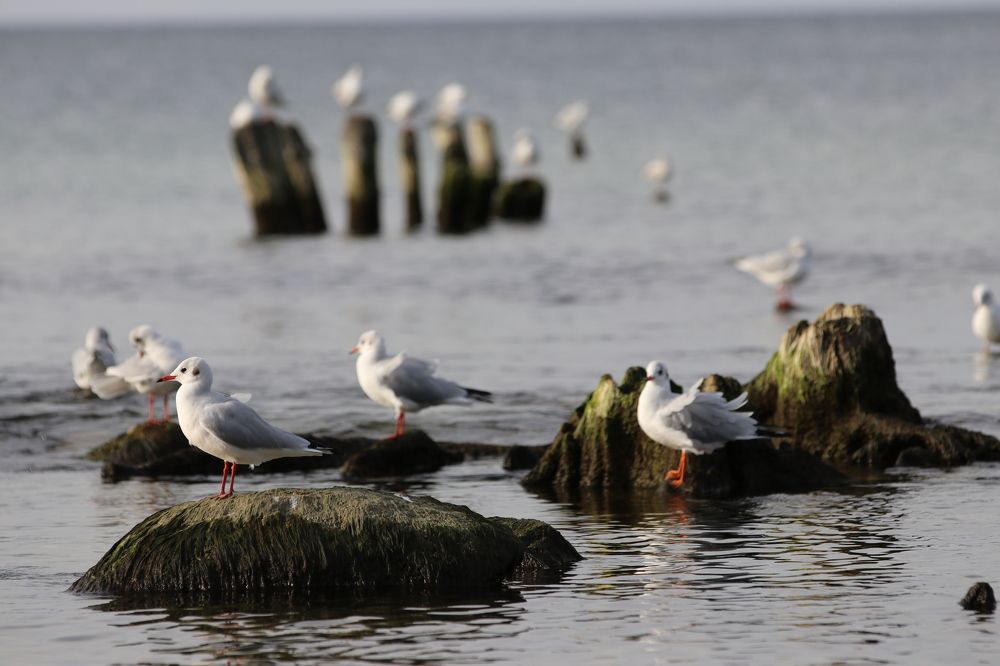 Фотография автора Татьяна Свистулина