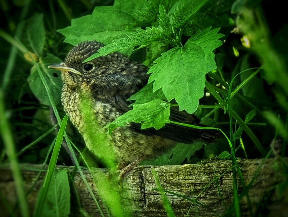 Photograph by Дина Чаица