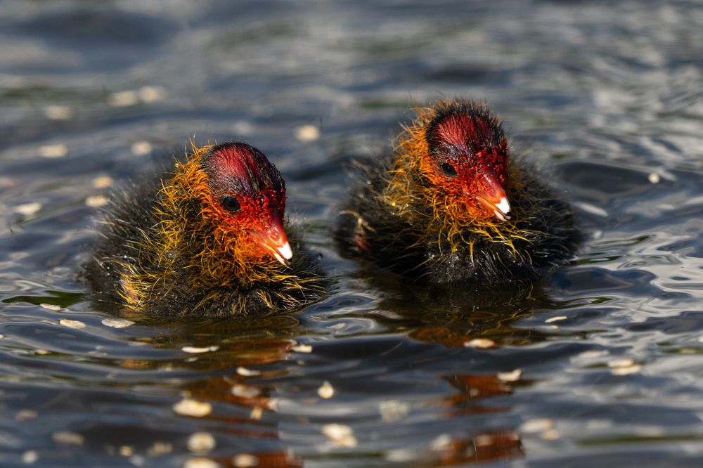 Фотография автора Julia A Caesar