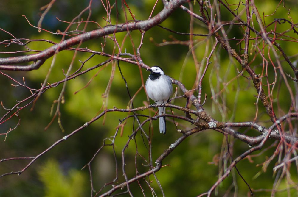 Фотография автора Роман Луночкин