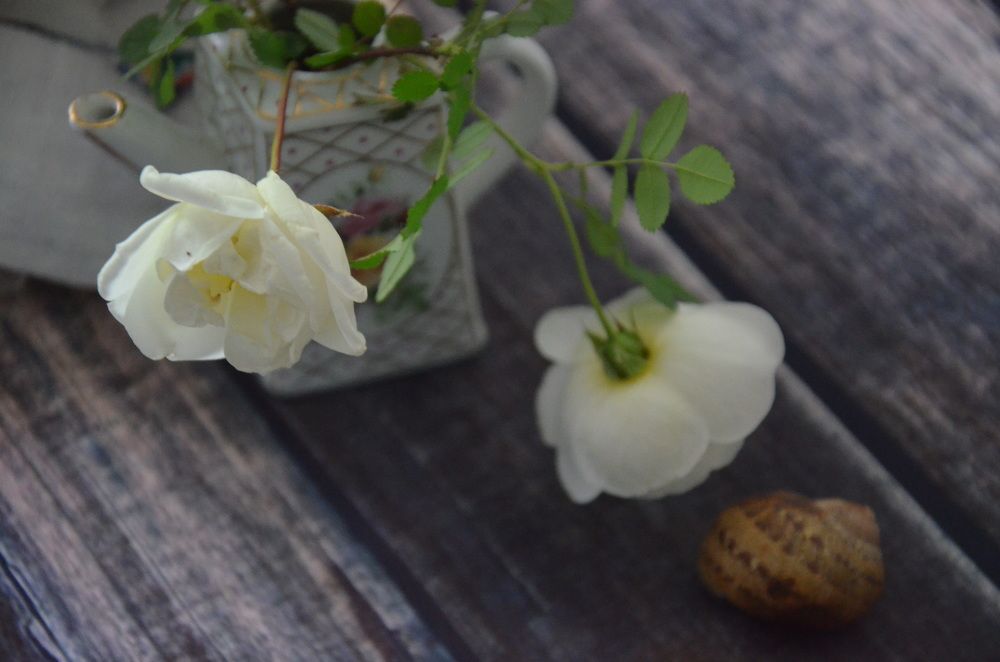 Photograph by Valentina